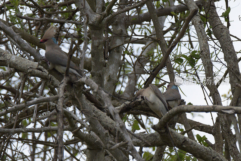 Blue-naped Mousebird